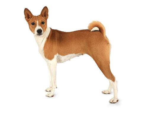 What kind of dog is hot sale a basenji